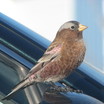 Gray-crowned Rosy-Finch